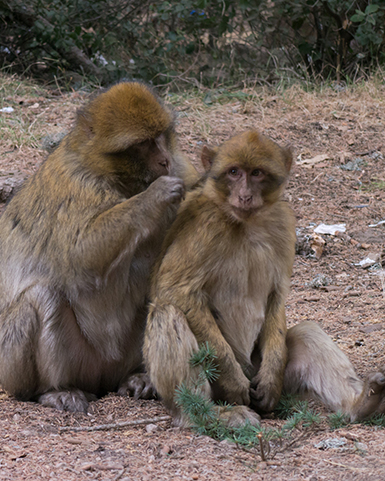 cute monkeys in the atlas mountains